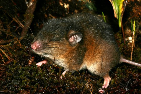 Paramelomys rubex Peure, Madang Province, Papua New Guinea